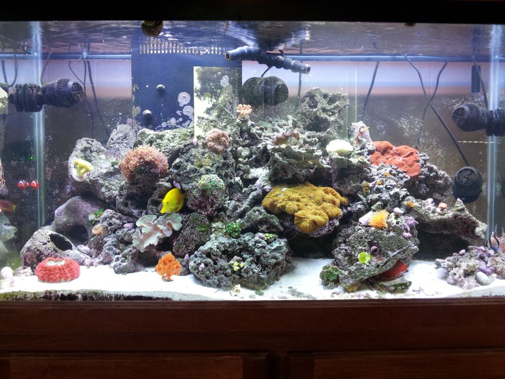 2012 08 14184142 - dputt88's 90 gal mixed reef