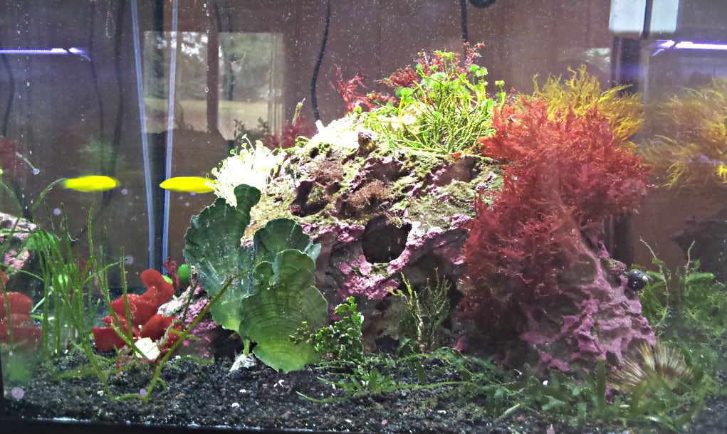 2012 11 09110954 - dputt88's 30 gal Macro Aglae Cube