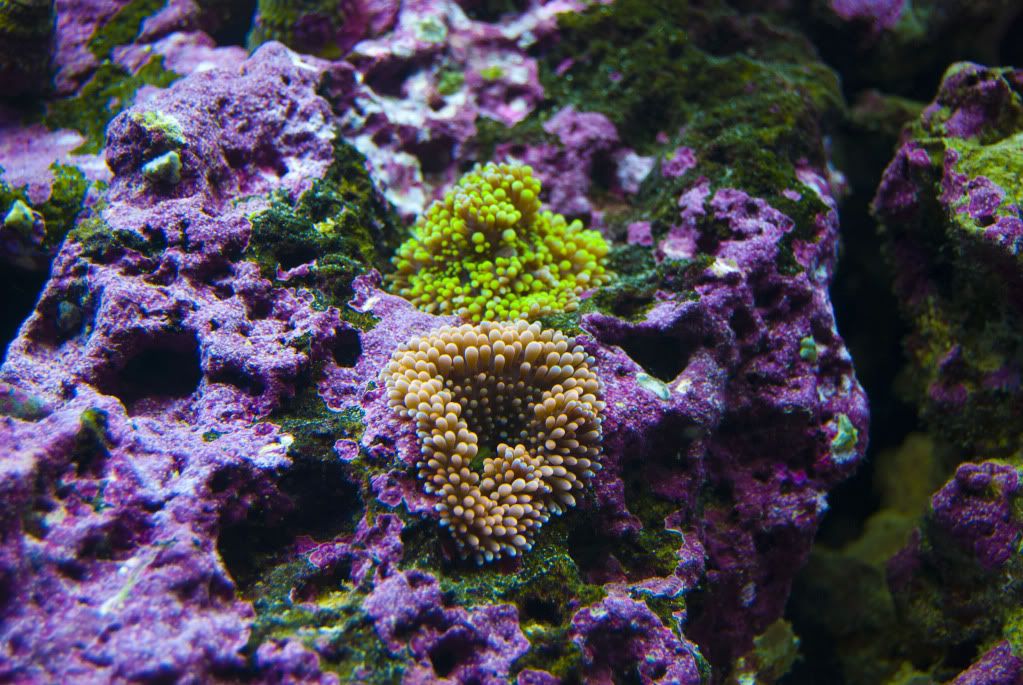 DSC 0070 - dputt88's 90 gal mixed reef