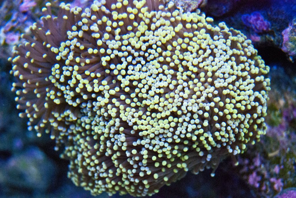 DSC 0083 - dputt88's 90 gal mixed reef
