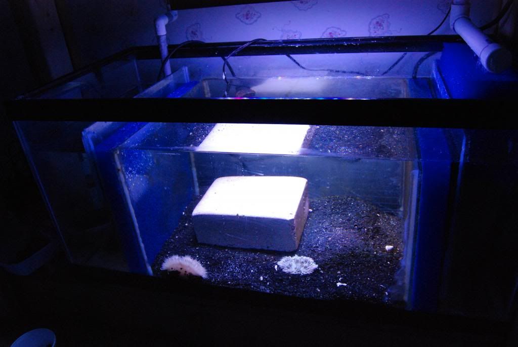 DSC 0085 zps9212dda8 - update on my frag tank upgrade/ anemone propagation
