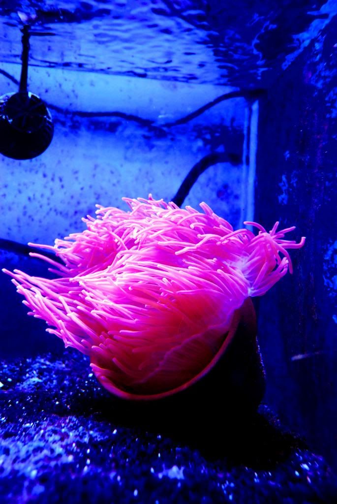 DSC 0086 zps3586b926 - Score @ MCE show off  thread