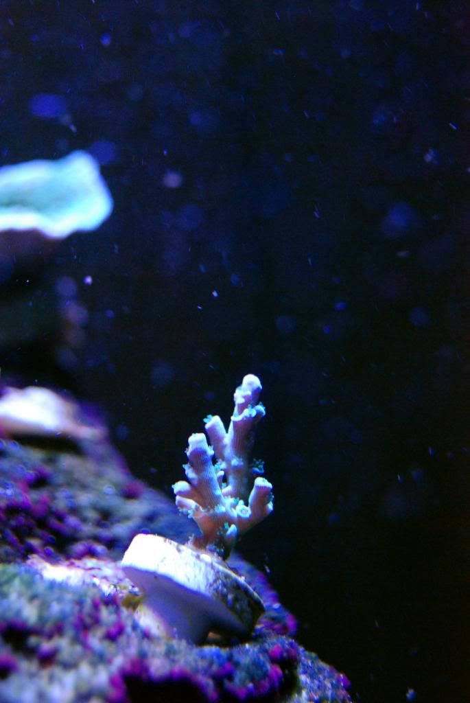 DSC 0090 zps86380c9c - Score @ MCE show off  thread