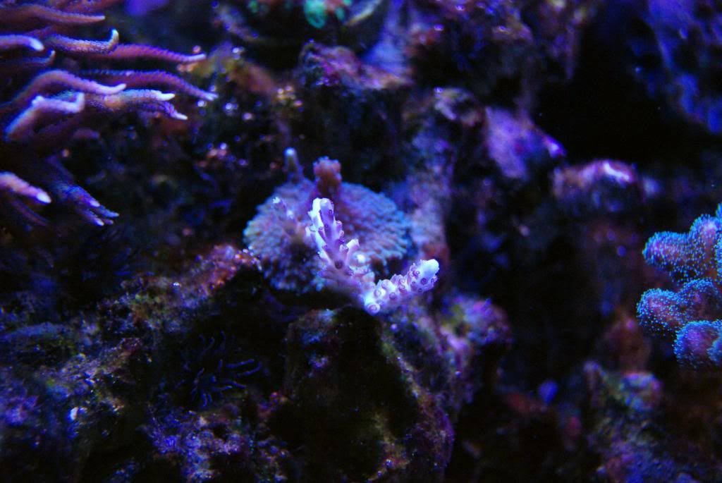 DSC 0091 zps60efa9b2 - Score @ MCE show off  thread