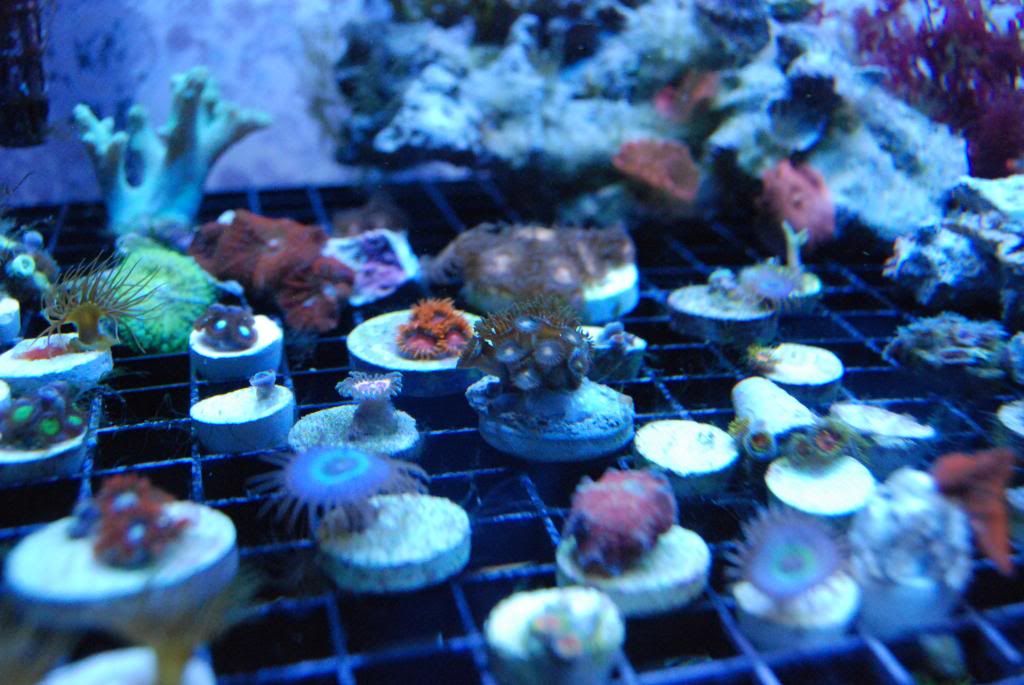 DSC 0093 zps209f29df - Score @ MCE show off  thread