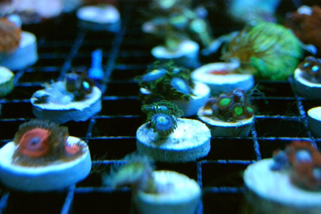 DSC 0094 zps2f1fa710 - Score @ MCE show off  thread