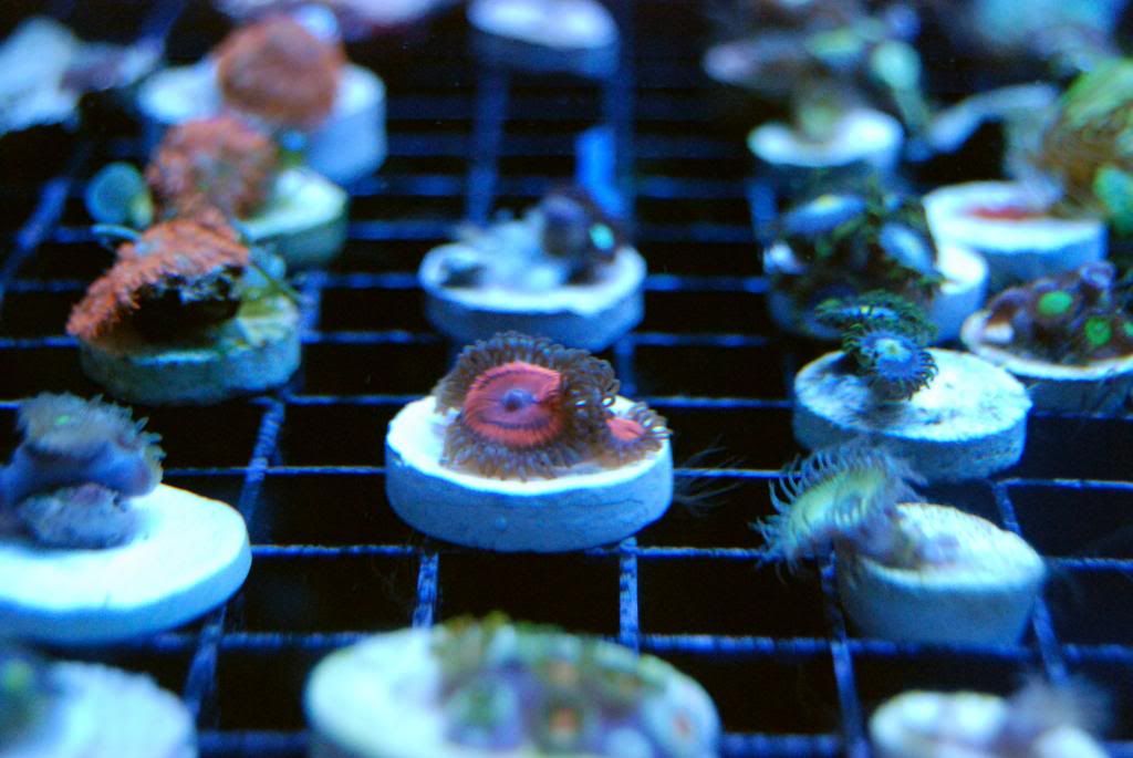 DSC 0095 zpsd3eed095 - Score @ MCE show off  thread