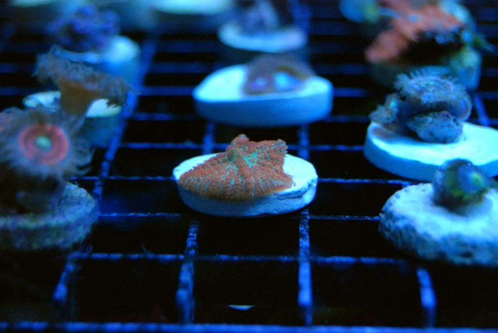 DSC 0099 zps27c0073a - Score @ MCE show off  thread