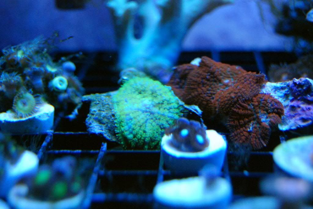 DSC 0102 zps61e9afc1 - Score @ MCE show off  thread