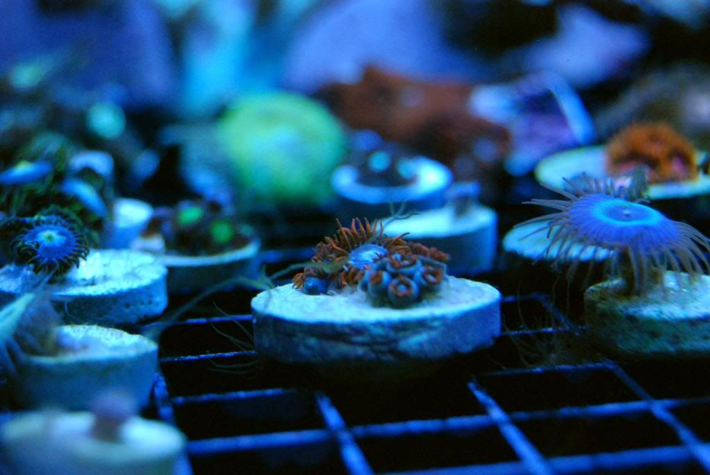 DSC 0105 zps6be276e7 - Score @ MCE show off  thread