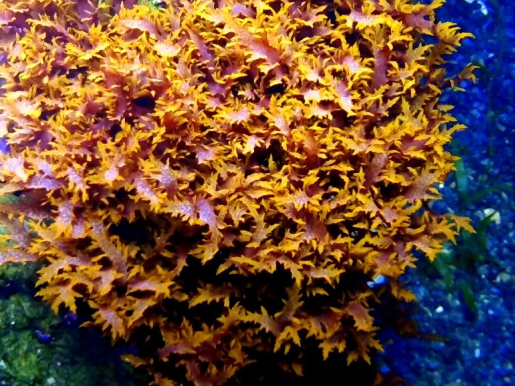 IMG 20120923 174323 zps18091100 - What are you bringing to the Michigan Coral Expo & Swap?