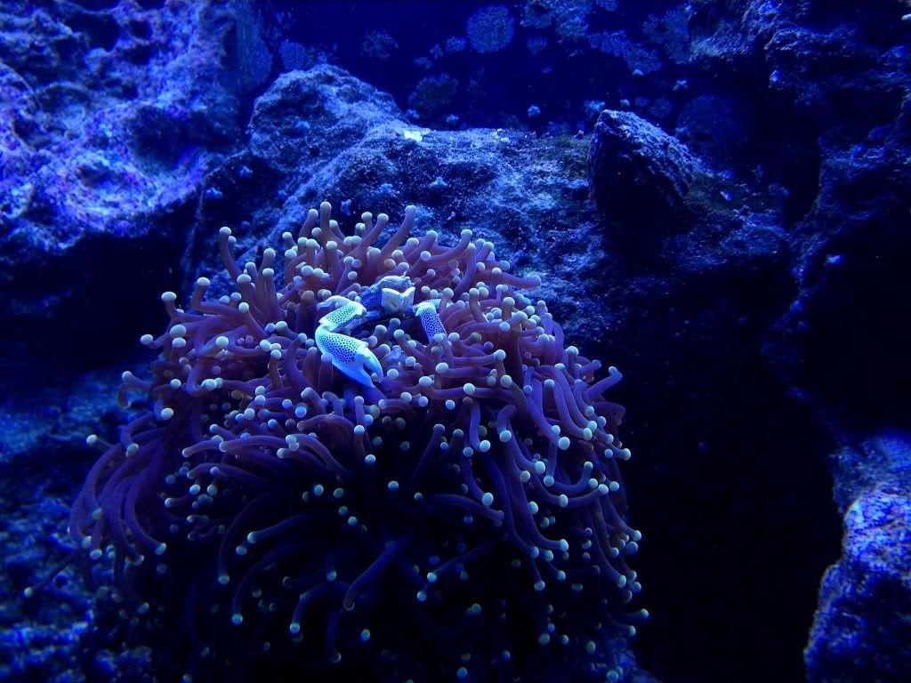 IMG 20120930 131159 - dputt88's 90 gal mixed reef