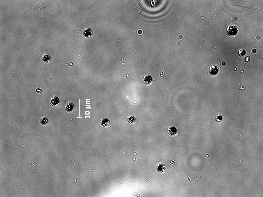 Nannochloropsus002 zps233a097c - Phytoplankton Microscopy