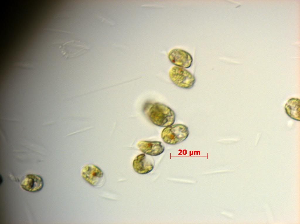 SNAP 175651 0002 zps5de015a0 - Phytoplankton Microscopy NOW IN COLOR!!!