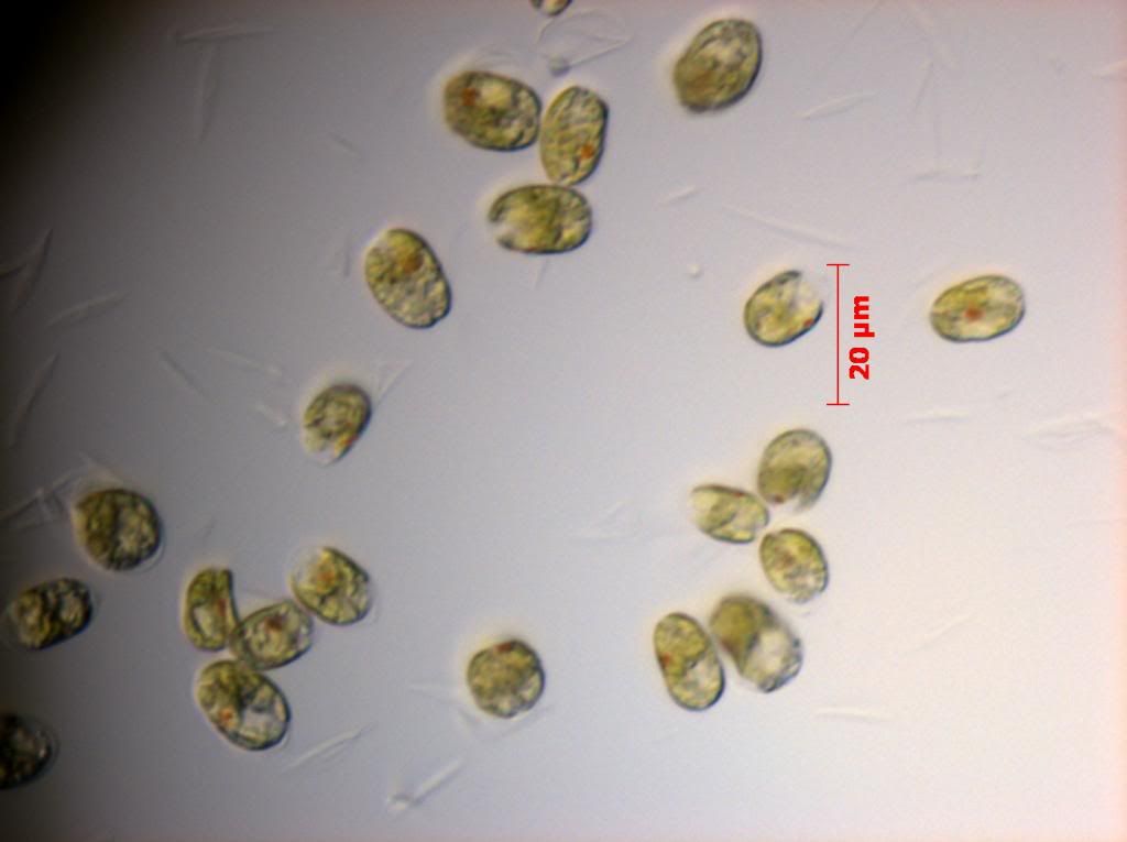 SNAP 180109 0006 zps0ec062fe - Phytoplankton Microscopy NOW IN COLOR!!!