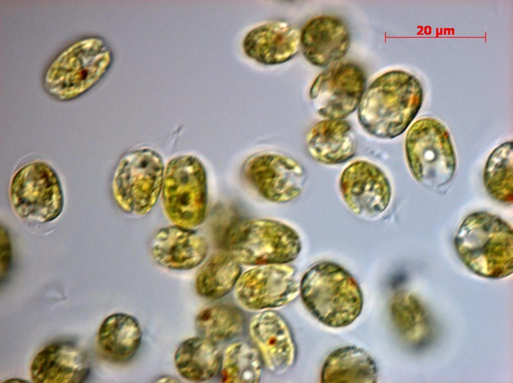 SNAP 180307 0008 zpsd9ea1ef3 - Phytoplankton Microscopy NOW IN COLOR!!!