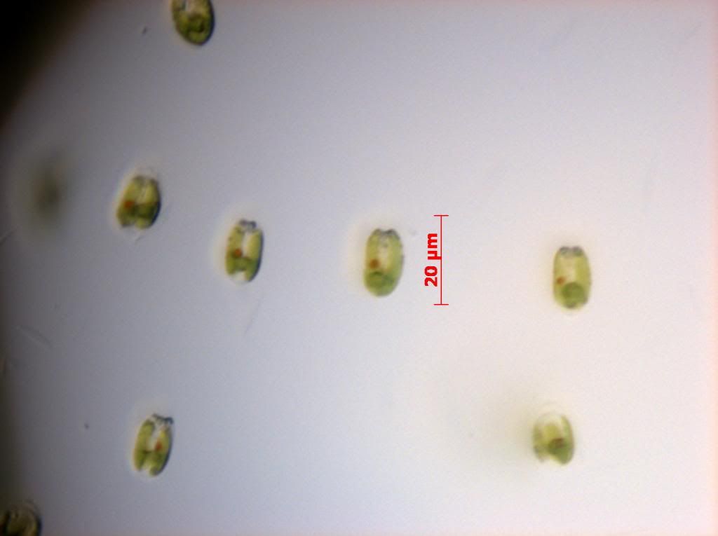 SNAP 181546 0019 zpsaf841058 - Phytoplankton Microscopy NOW IN COLOR!!!