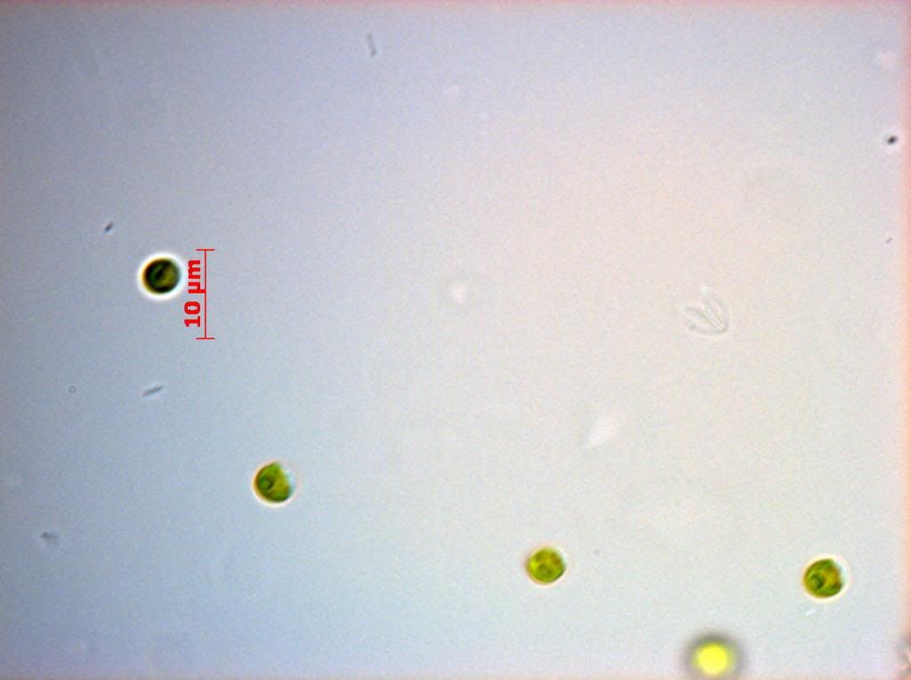 SNAP 184106 0033 zpsb55587ed - Phytoplankton Microscopy NOW IN COLOR!!!