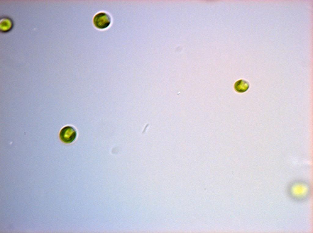 SNAP 184403 0034 zpse3f9b73c - Phytoplankton Microscopy NOW IN COLOR!!!