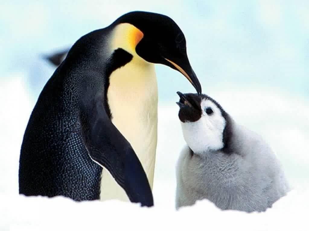 parent-penguin-and-baby-penguin-wallpaper-for-ipad-22560x1920ipad-3-wallpaper685_zps3adf4ffe.jpg