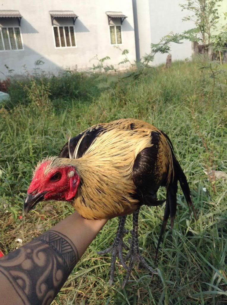 tre peru , tre my , tre lai ( mod vk e hu thong cam nhe)