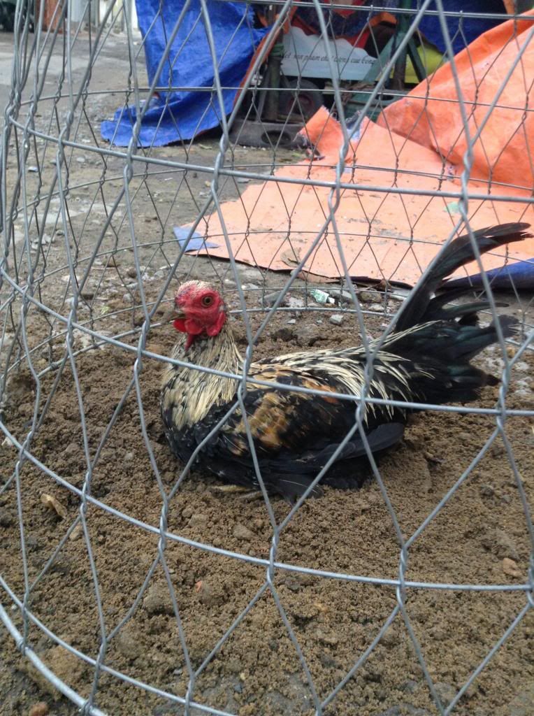 tre peru , tre my , tre lai ( mod vk e hu thong cam nhe) - 1