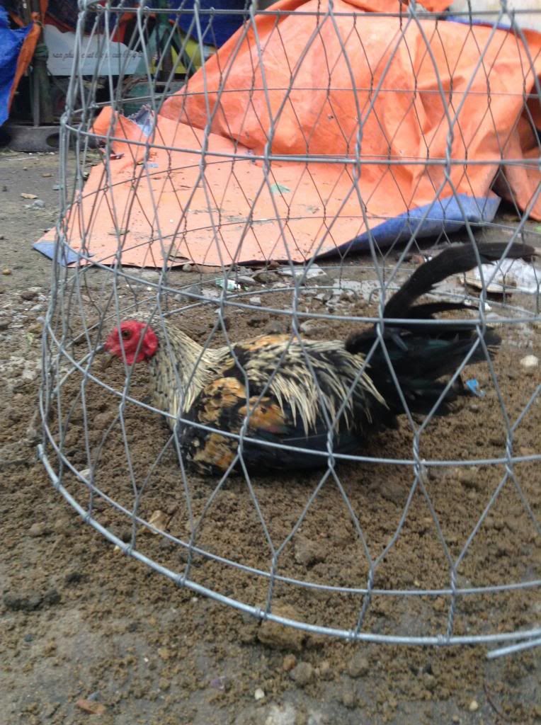 tre peru , tre my , tre lai ( mod vk e hu thong cam nhe) - 2