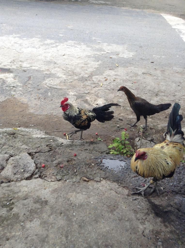 tre peru , tre my , tre lai ( mod vk e hu thong cam nhe) - 5