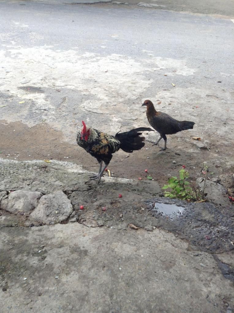 tre peru , tre my , tre lai ( mod vk e hu thong cam nhe) - 7