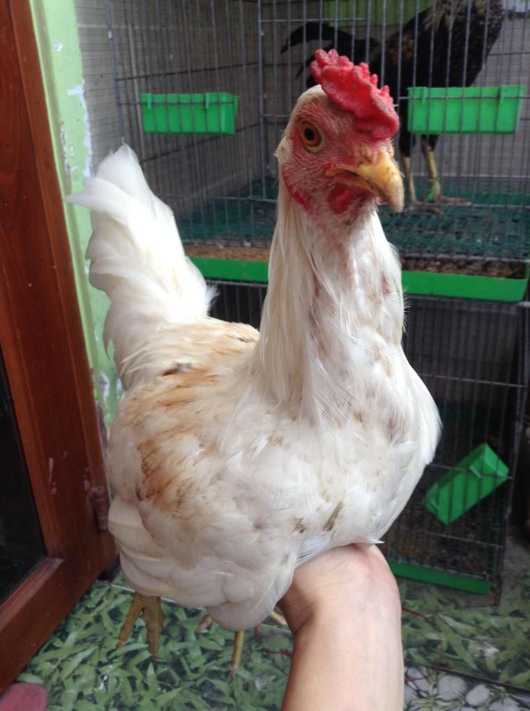 tre peru , tre my , tre lai ( mod vk e hu thong cam nhe) - 8