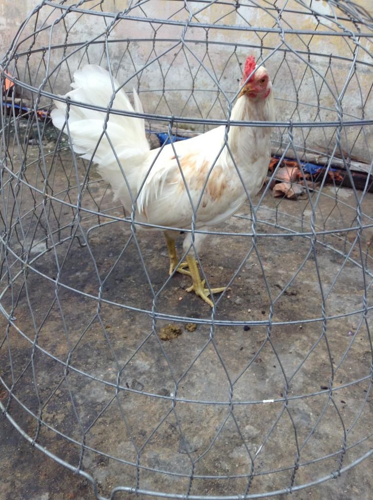 tre peru , tre my , tre lai ( mod vk e hu thong cam nhe) - 9