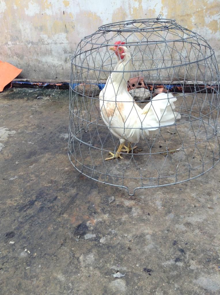 tre peru , tre my , tre lai ( mod vk e hu thong cam nhe) - 10