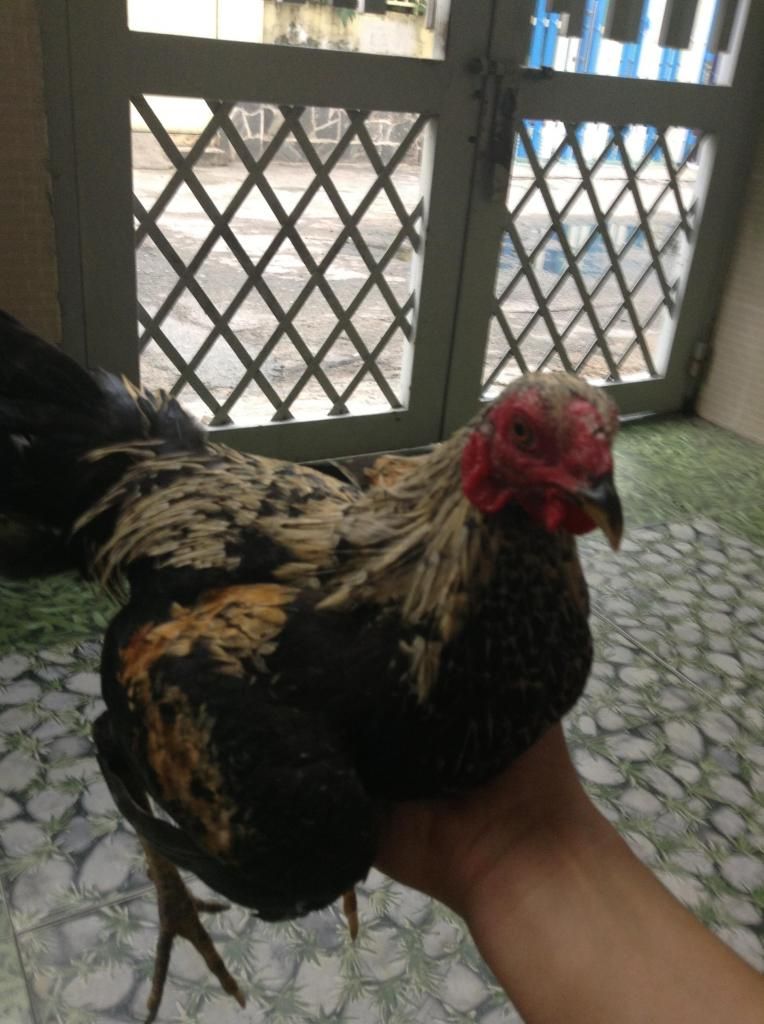 tre peru , tre my , tre lai ( mod vk e hu thong cam nhe) - 4