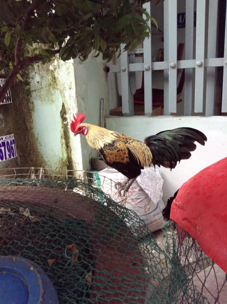 Tre peru . ga tre lon nho...! mod thong cam em vk bi hu roi - 2