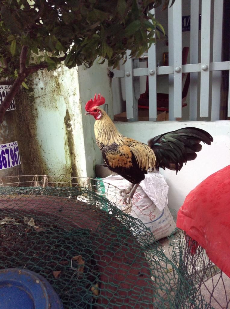 Tre peru . ga tre lon nho...! mod thong cam em vk bi hu roi - 1