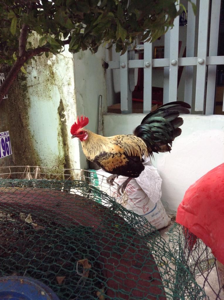 Tre peru . ga tre lon nho...! mod thong cam em vk bi hu roi