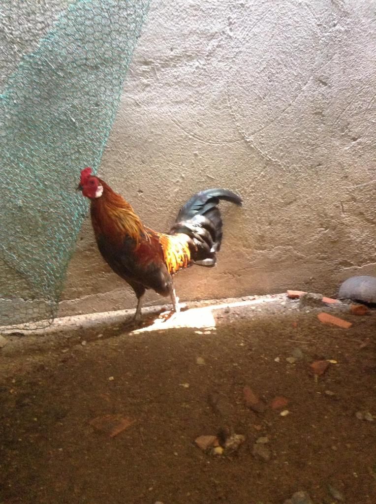 Tre peru . ga tre lon nho...! mod thong cam em vk bi hu roi - 5