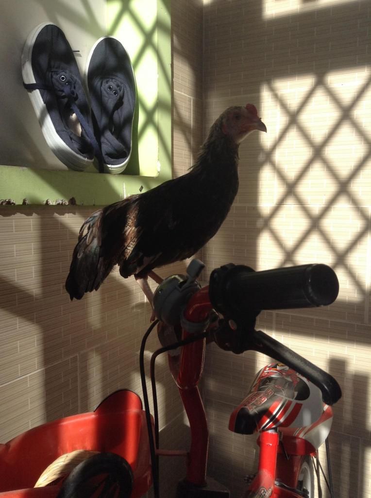 Tre peru . ga tre lon nho...! mod thong cam em vk bi hu roi - 3