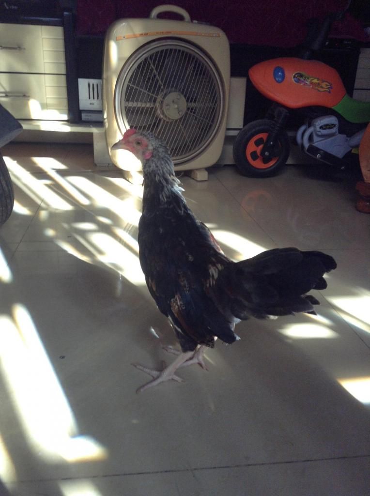 Tre peru . ga tre lon nho...! mod thong cam em vk bi hu roi - 4