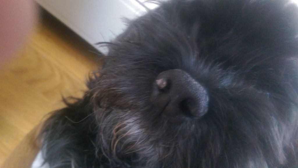 Something on my dogs nose... Discolored lumpy area on nose.