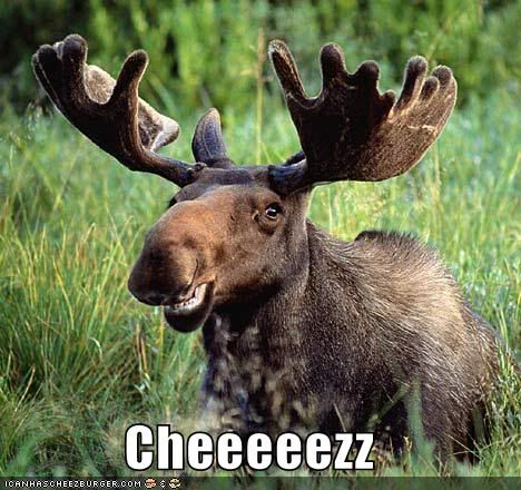 funny-pictures-moose-takes-a-photo.jpg