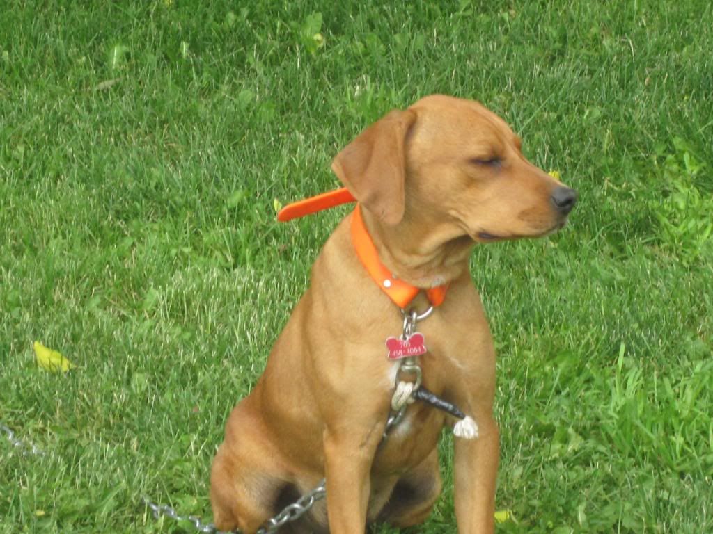 UKC Forums - justin new canadian cur pictures