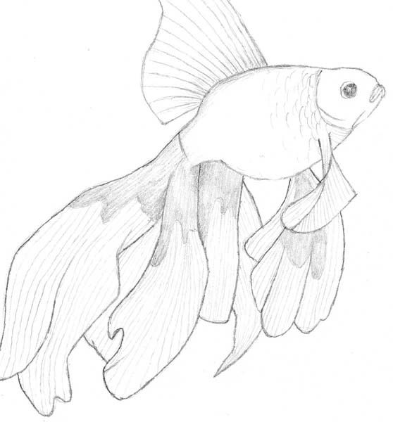 SMALLveiltailgoldfish.jpg