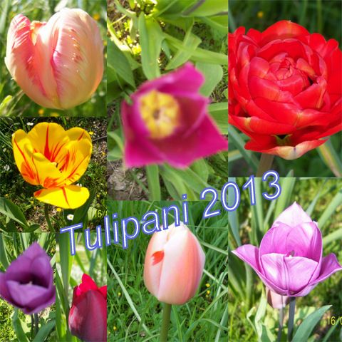 Tulipani2013_zpsd3b03b59.jpg