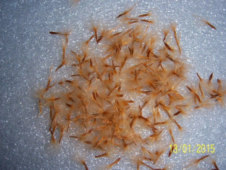 oseeds_zpsd3fb0c30.jpg