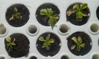 sad petunia seedlings photo P1030698.jpg