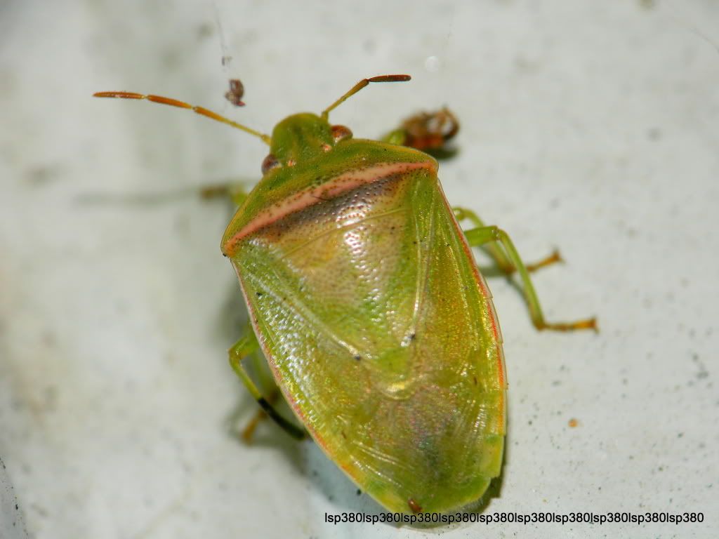 id? 壁蝽 piezodorus rubrofasciatus