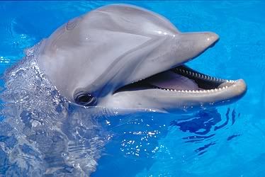 dolphin Pictures, Images and Photos
