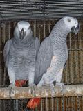 Pair #5 Jan 2012 Clutch Updates
