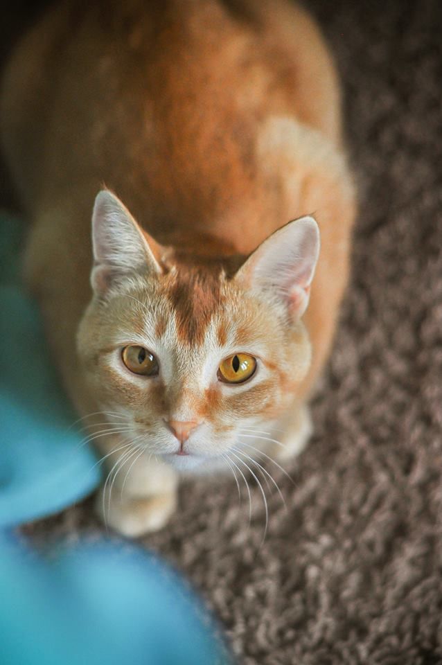 photo rosemary.jpg